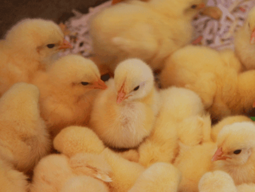 Poultry savings: Customer case study